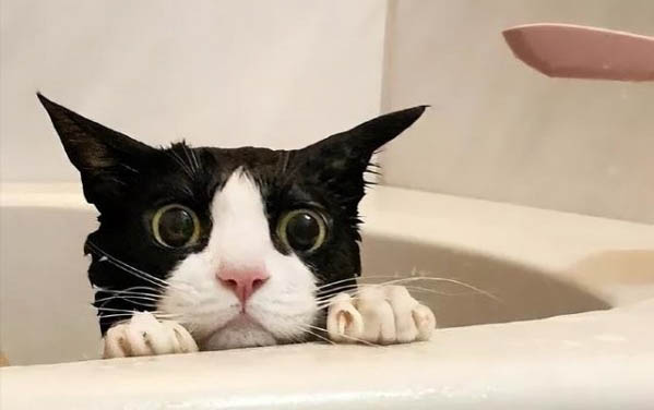 新生小猫一动不动是怎么回事
