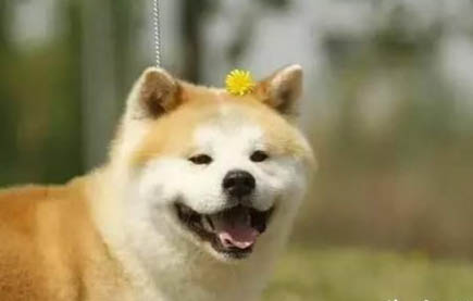 柴犬幼犬几个月认主人