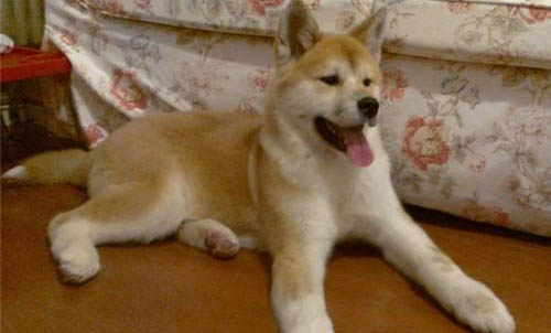 秋田犬和柴犬哪个好?