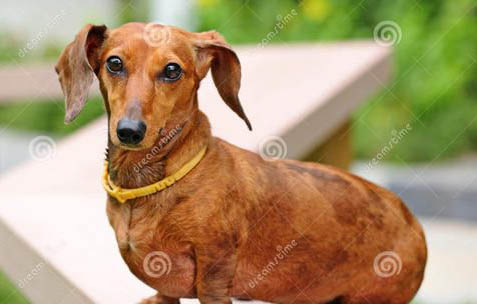 狗狗冠状病毒治疗后多久可以洗澡