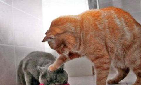 猫吐口水一样的粘液是什么原因