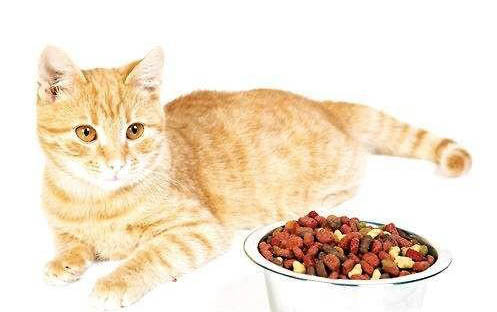 猫体检可以查尿道炎吗