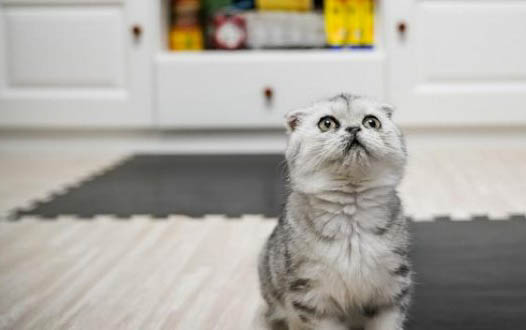 刚断奶的小猫吃什么，喂食猫咪平时需要注意什么