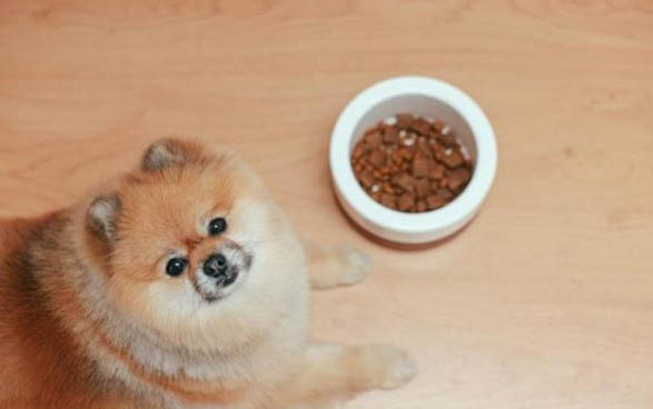 犬瘟多久过危险期