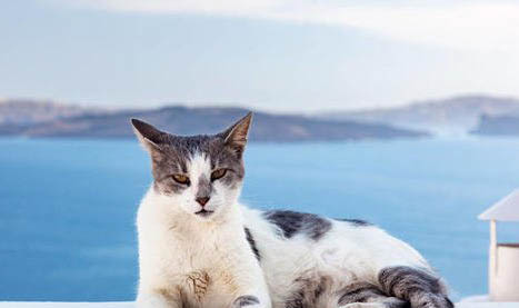 夏天猫咪能吃西瓜吗会发情吗