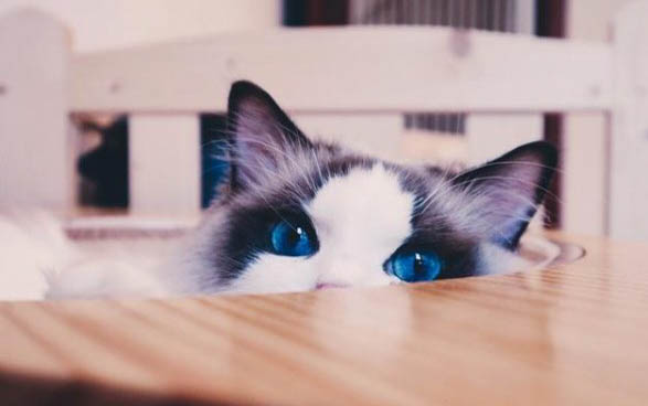 猫咪能吃龙眼吗