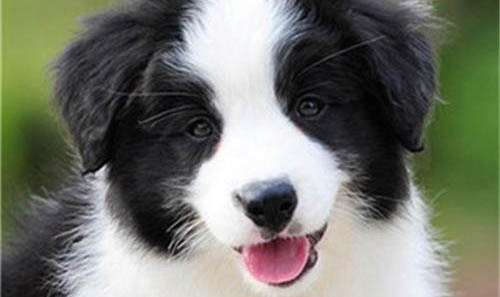 哪里有卖边境牧羊犬 怎么买牧羊犬