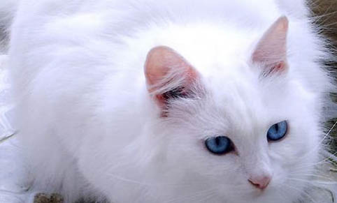 洁尔舒可以治猫咪耳螨么
