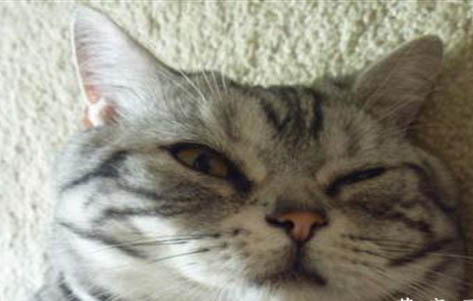 猫咪的脚垫发热正常吗?