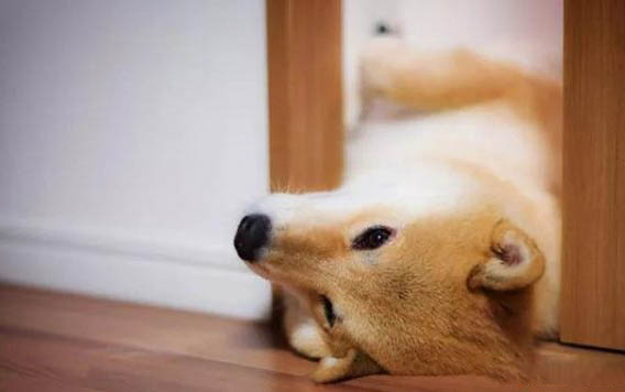 日本秋田犬不爱吃东西的原因都是什么