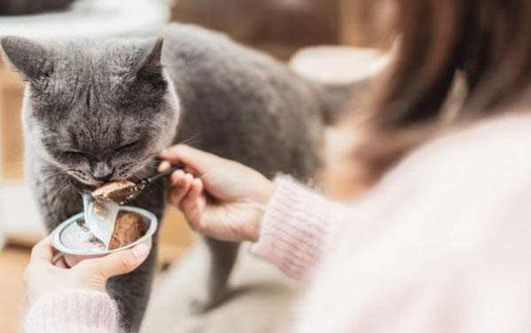 如何应对猫咪撒狗粮的问题