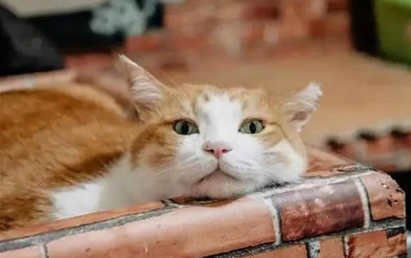 小猫多大可以剪指甲？