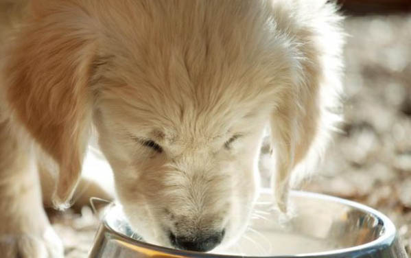 拉布拉多幼犬喂多少