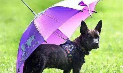 怎么防止狗狗得细小和犬瘟