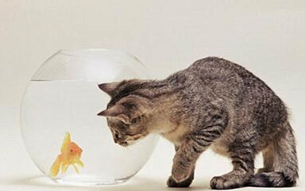 刚出生的小猫需要打几针疫苗啊?
