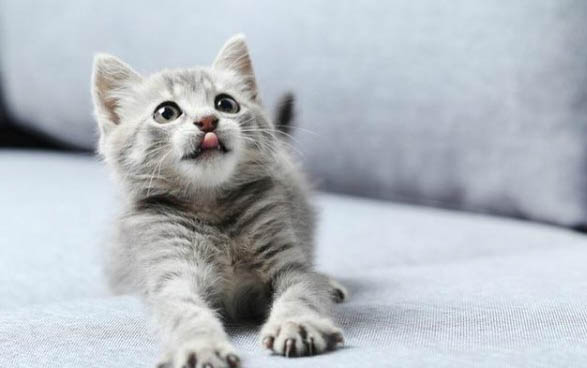 刚出生的小猫死没死怎么判断