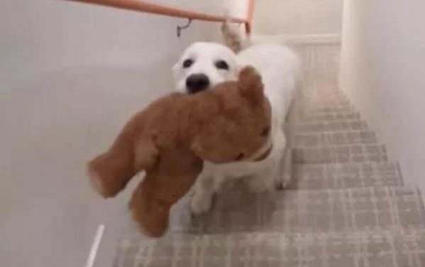 狗狗产后风有哪些症状