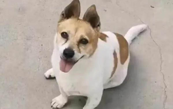 狗狗得了犬瘟多久才能治愈