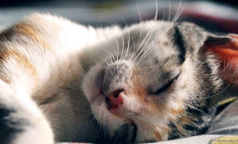 猫白天眼睛发光