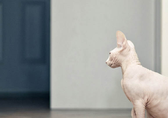 如何处理加拿大无毛猫蹭人的问题?
