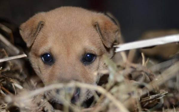 史毕诺犬的原产地在哪里