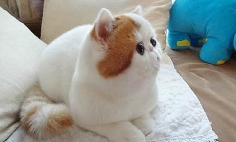 请问猫咪呕吐的原因及处理方法？
