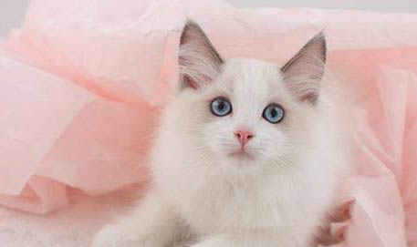 猫咪体外驱虫后虫子死哪里