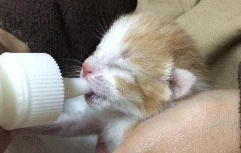 小猫晚上总是叫一直不睡觉的原因