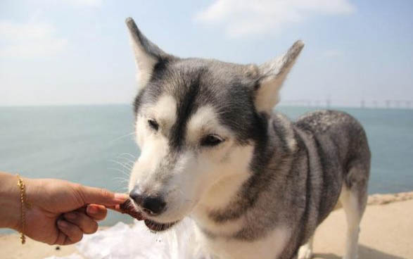 狗狗体外驱虫多久可以洗澡