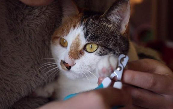 刚出生的小猫能不能洗澡?