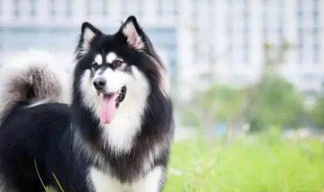 狗狗腿无力站不起来,可能是因为以下原因