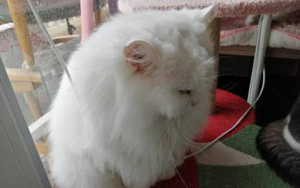 猫能喝自来水吗