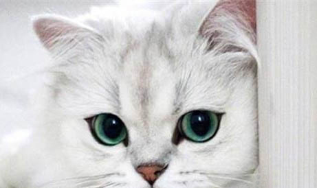 阻止猫咪嚎叫的方法