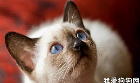 暹罗猫呼吸道感染的原因及处理方法