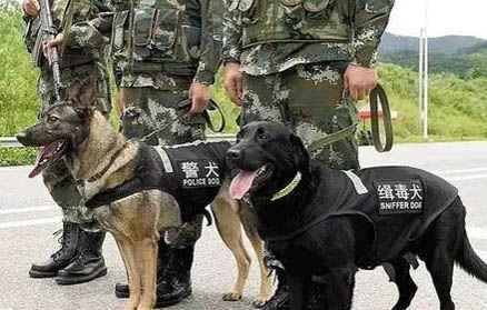 缉毒犬种类有哪些