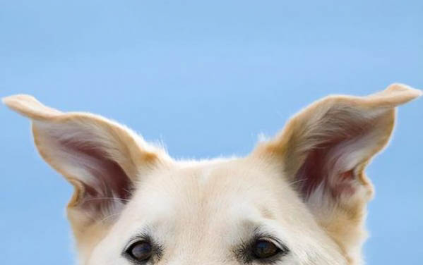预防狗狗之间细小传染的方法有哪些