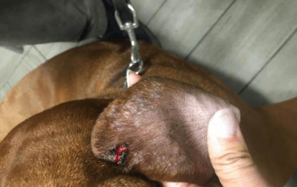狗狗口臭怎么处理?