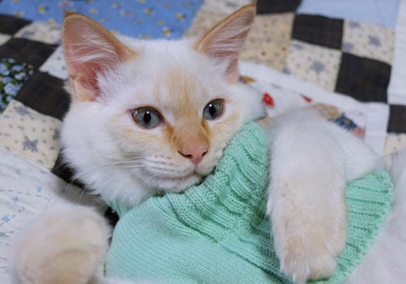 异国短毛猫好养吗