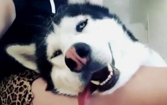 狗狗突然不吃东西了怎么办