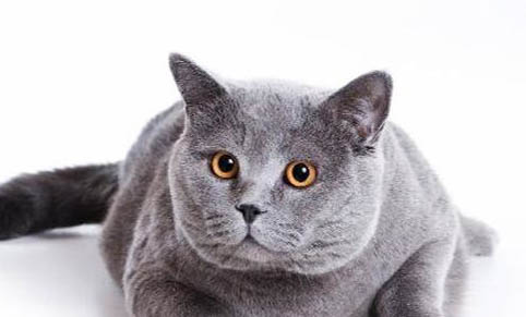 猫咪拉稀了该怎么办
