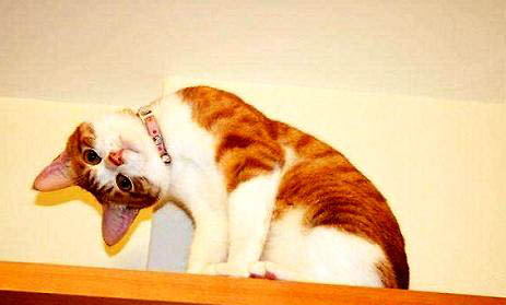 宠物猫：猫鼻子由粉变白怎么回事