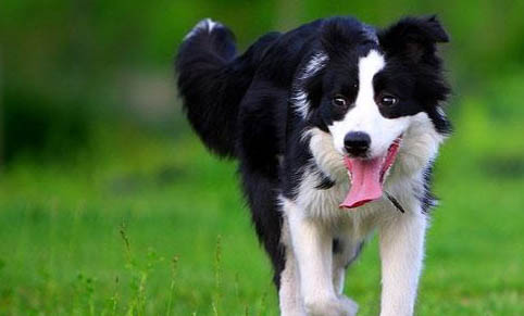 苏格兰牧羊犬脾脏大的原因