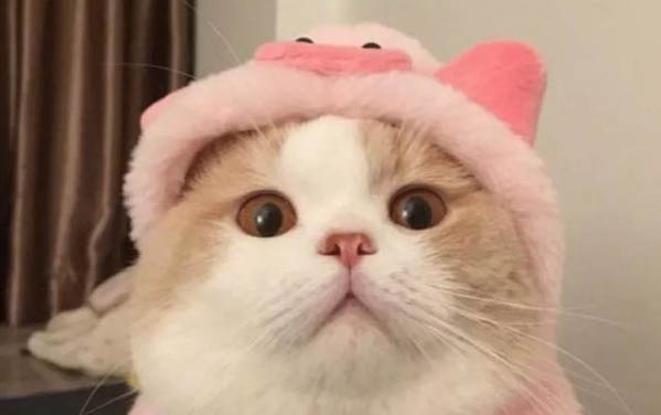 请问小猫拉肚子可以吃蒙脱石散吗