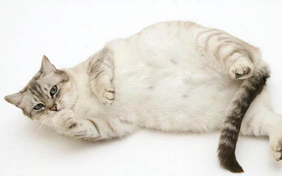猫咪拉稀后不吃东西是为啥