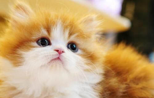 温顺的猫品种有哪些