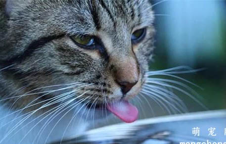 猫咪腹水症状有哪些表现