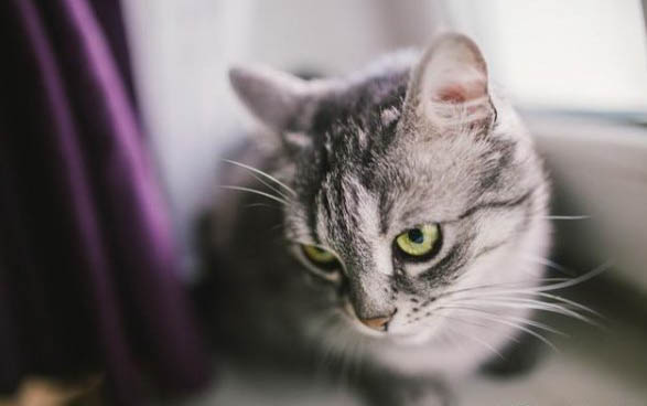 猫咪为什么一直放屁?