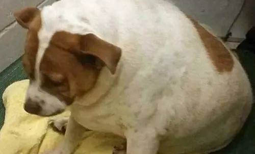 为什么养了狗狗后鼻炎好了啊