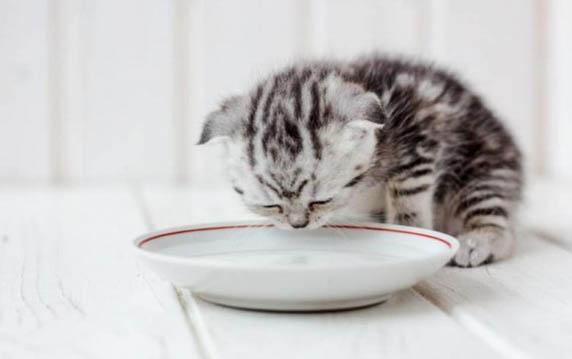 小猫可以吃荔枝果肉么