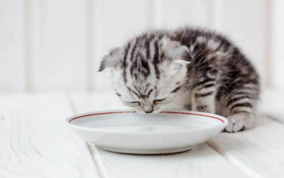 小猫睡着了咕噜咕噜叫